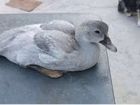 Ducks — फ़ोटो 7