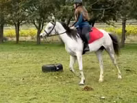 Horse (M), Arabian horse — photo 3