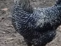 Chickens — 照片 1