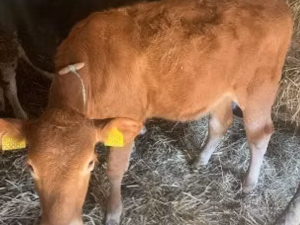 Cow, Cattle