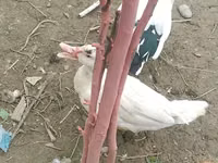 Ducks — foto 5