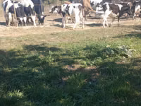 Toro, Russian Black pied cattle — foto 2