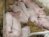 猪（批次，未指定性别）, Pigs — 照片 6