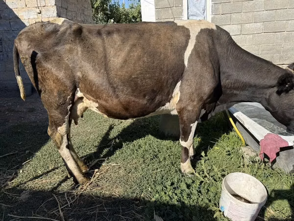 Cow, Swiss cattle