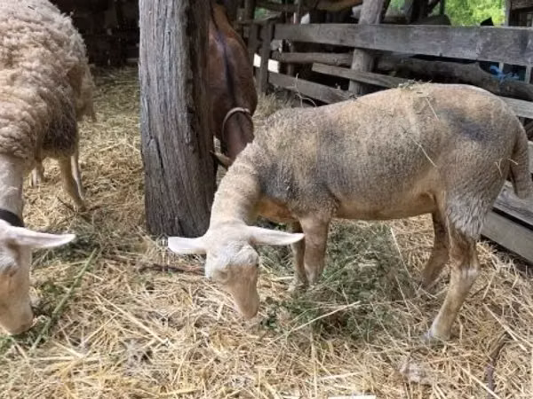 Sheep, Luzein sheep