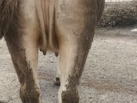 Cow, Swiss cattle — photo 6