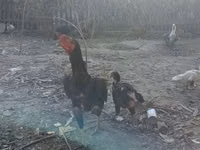 Chickens — 照片 2