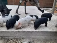 Boar — photo 1