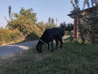 Widder, Edilbay sheep — Foto 2