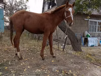 Yegua, Caballos — foto 2