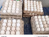 弗兰德尔库库 — 照片 8