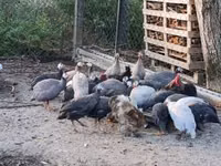Guinea fowl — foto 1