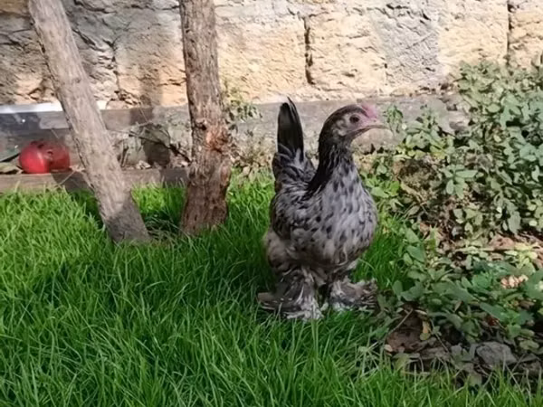 Chickens