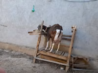تيس, Toggenburg goat — الصورة 7