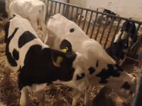 Bull, Russian Black pied cattle — photo 4