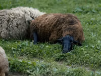 母羊, Sheep — 照片 2
