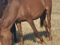 Faras dhaddig, Horse breed — sawirka 1