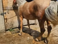 Yegua, Caballos — foto 2
