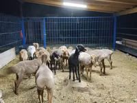 نعجة, Katum sheep — الصورة 1