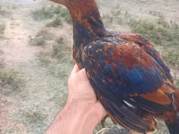 Chickens — 照片 4