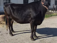 Cow, Holstein breed — photo 7