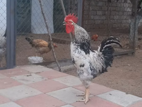 Chickens