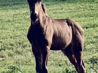 Faras, Rocky Mountain Horse — sawirka 3
