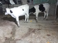 Ng'ombe jike, Russian Black pied cattle — picha 4