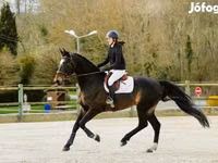 公马, Belgian warmblood horse — 照片 4