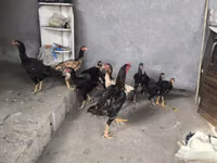 Chickens — फ़ोटो 6
