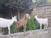 बकरा, बकरियाँ — फ़ोटो 3