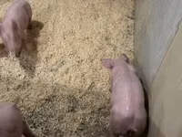 Pigs (batch, sex not specified) — photo 5