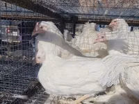 Chickens — फ़ोटो 2