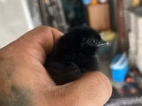 Ayam Cemani — photo 2