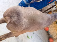 मेढ़ा, Hissar sheep — फ़ोटो 4