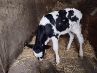Lo’, Dutch cow (Extinct) — sawirka 2