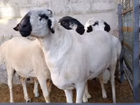 मेढ़ा, Rhon sheep — फ़ोटो 4