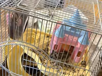 3 eded hamster qefes ve apilkasi ile birlikde verirem 2 eded bala — picha 2