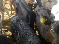 أبقار (دفعة، الجنس غير محدد), Simmental cattle — الصورة 8