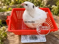Quails — फ़ोटो 3
