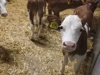 Ng'ombe (kikundi, jinsia haijatajwa), Simmental cattle — picha 6