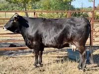 Lo’, Brown Carpathian breed — sawirka 1