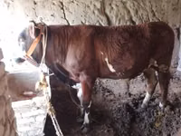 Dibi, Dutch cow (Extinct) — sawirka 2