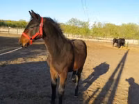 Faras, Nonius horse — sawirka 2