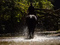 Faras, Friesian — sawirka 7