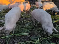 मादा सूअर, सूअर — फ़ोटो 4