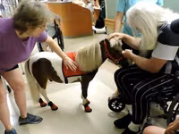 Mare, Miniature horse — photo 1