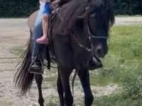 公马, Black Sea breed — 照片 2