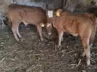 Ng'ombe dume, Ng'ombe wa Limousin — picha 3