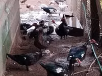 Domestic Muscovy — photo 2